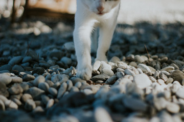 Fototapeta premium cat legs close up walking at the beach