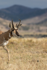 Pronghorn Antelope buck on the Prairie