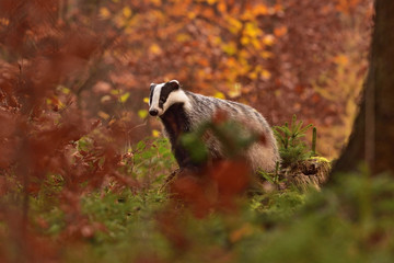 Beautiful European badger (Meles meles - Eurasian badger) in his natural environment in the autumn forest and country © Lukas