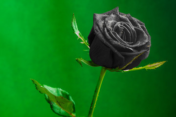 black rose on green background - obrazy, fototapety, plakaty