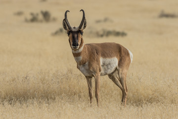 Pronghorn Antelope buck on the Prairie
