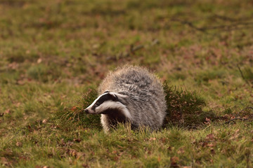 Beautiful European badger (Meles meles - Eurasian badger) in his natural environment in the autumn forest and country