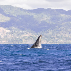Naklejka premium Whale breathing in Pacific ocean, head 