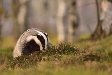 Beautiful European badger (Meles meles - Eurasian badger) in his natural environment in the autumn forest and country