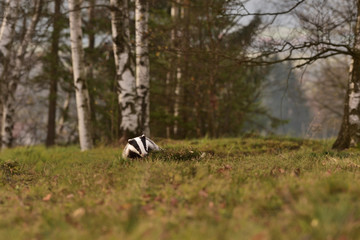 Naklejka na ściany i meble Beautiful European badger (Meles meles - Eurasian badger) in his natural environment in the autumn forest and country