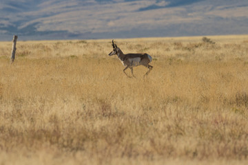 Pronghorn Antelope buck on the Prairie