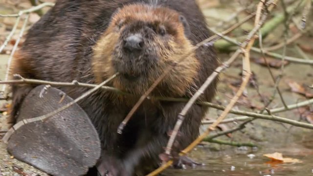 Eurasian beaver (Castor fiber)