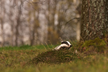 Beautiful European badger (Meles meles - Eurasian badger) in his natural environment in the autumn forest and country