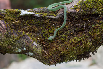 Pope's Green Pitviper snake