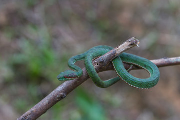 Pope's Green Pitviper snake
