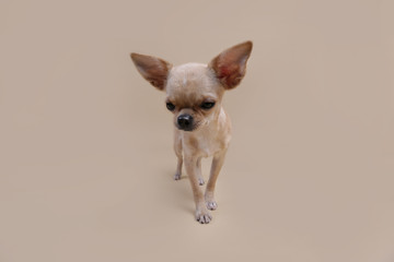 собака щенок пёс 