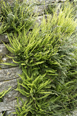 Asplenium trichomanes