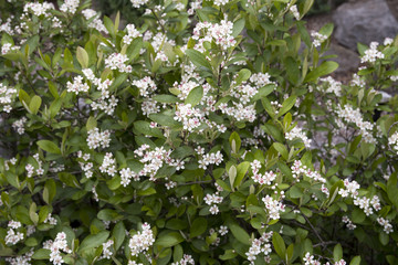 Aronia arbutifolia