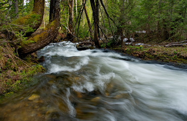 Spring flowers Mountain Altai