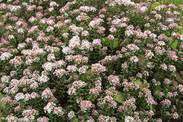 Leiophyllum buxifolium