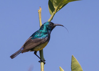 Yellow-bellied Sunbird with tongue out