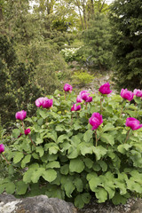 Paeonia mascula subsp. triternata