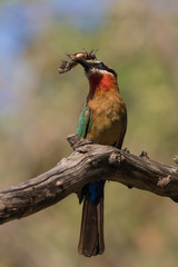 White-fronted Bee-eater with butterfly on a branch