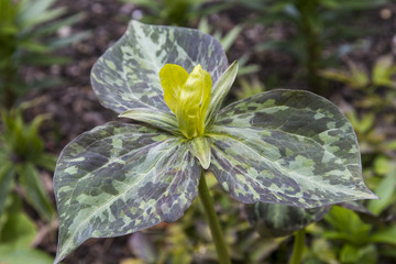 Trillium luteum