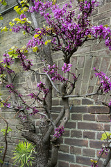 Judas tree