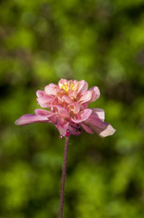 Aquilegia or columbine