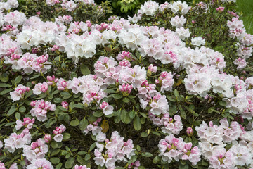 Rhododendron 'Belmonte'