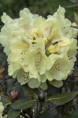 Rhododendron 'Goldkrone'