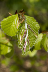 Fagus sylvatica