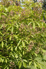 A special chestnut named Aesculus 'Gimborn's Pride',