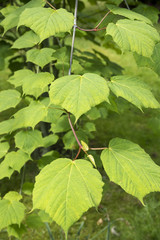 Acer tegmentosum 'Joe Wit'