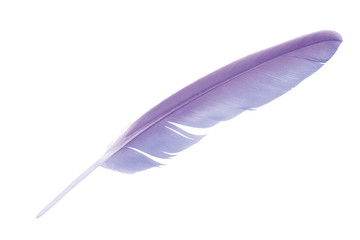 Beautiful violet feather isolated on white background