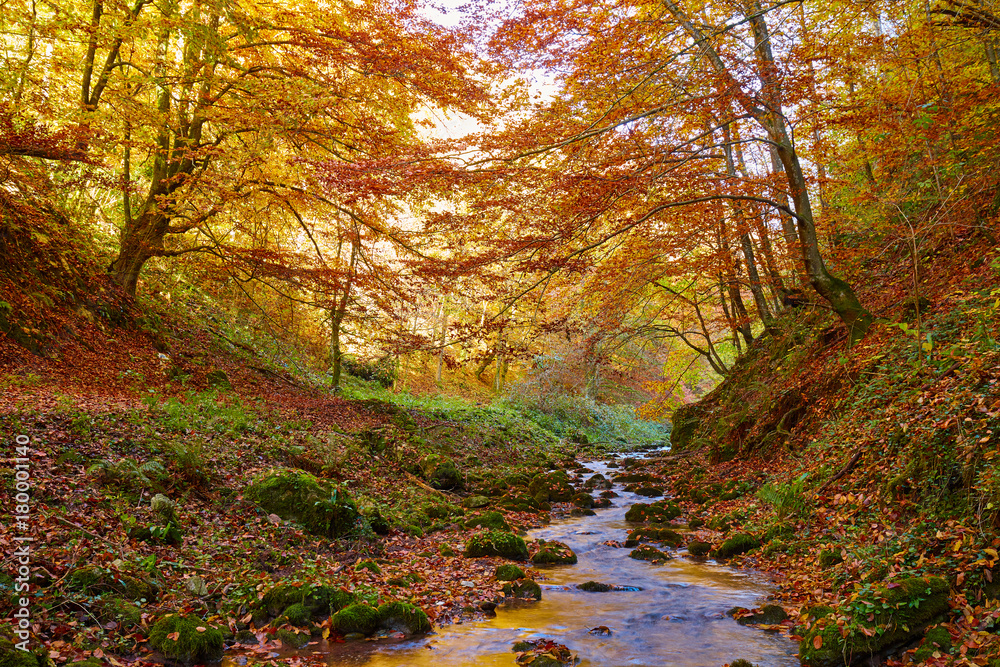 Wall mural river flowing through colorful forest