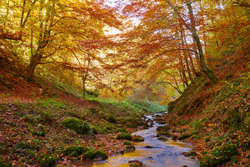 River flowing through colorful forest