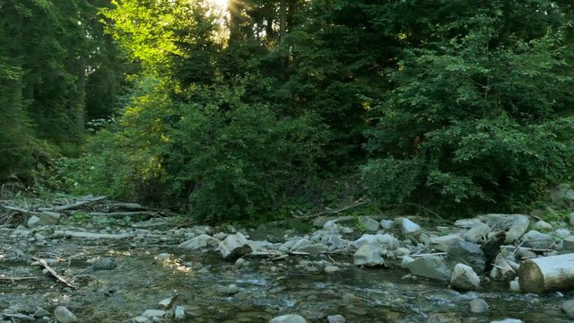 4K.Small Mountain  stream  in  sunny wood , panorama. Nature