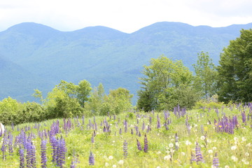 Mountains behind field of lupines