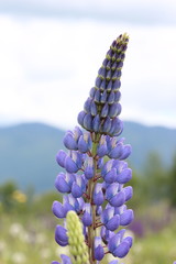 Lupine with mountain backdrop