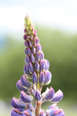 Close up of lupine flower