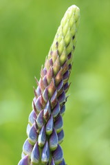 Lupine flower close up