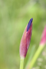 Budding iris flower