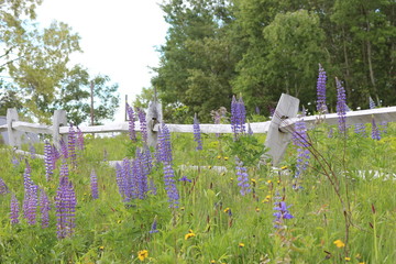 Lupine field with rustic fence