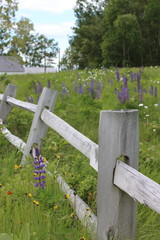 New England meadow and fence