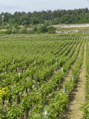 Fototapeta na wymiar Grand cru vineyard in the Cote d'or in Burgundy, France
