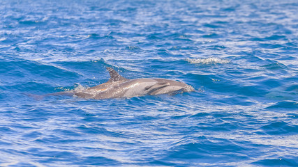 Fototapeta premium Spinner dolphin with baby dolphin swimming in Pacific ocean 