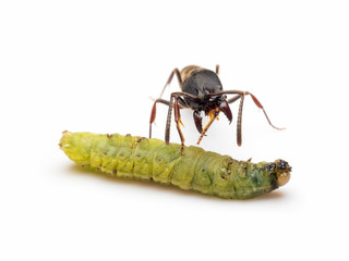 Extreme close-up image of Pachycondyla rufipes worker ant killing and transporting dead green worm on white background