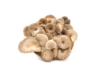 Mushroom on white background