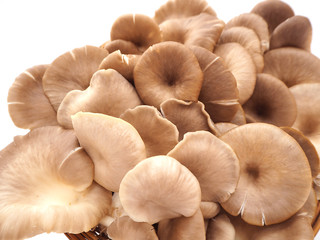 Close up mushroom on white background