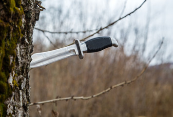 close-up of a hunting knife into a tree