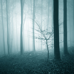 Fantasy dark blue colored foggy forest tree landscape. Color filter effect used. 