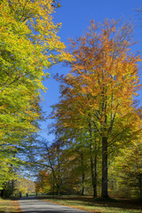 Bunte Laubbäume im Herbst