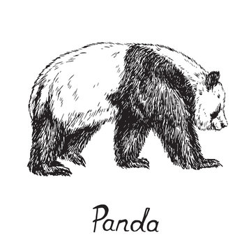Giant panda standing, hand drawn doodle sketch with inscription, vector illustration